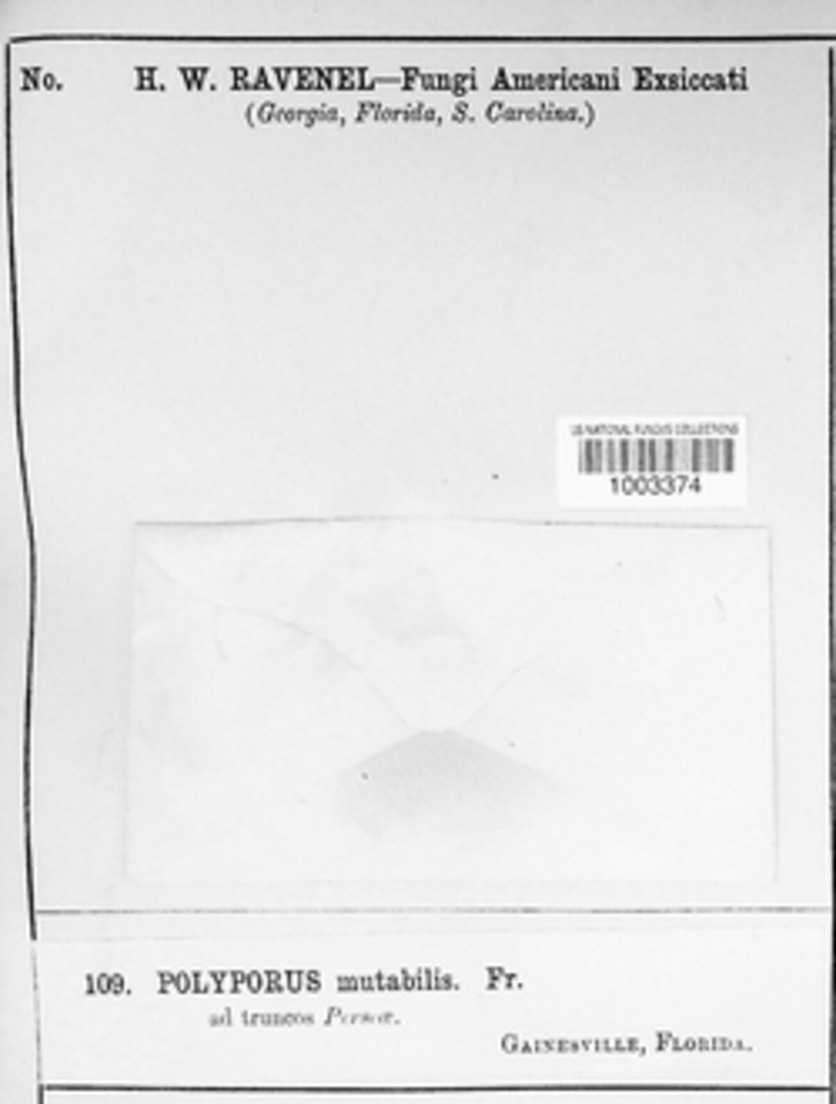 Microporellus obovatus image